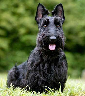 Шотландский терьер