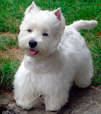 Вест-хайленд-уайт-терьер